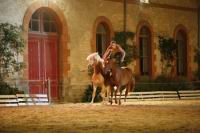 J-M Montegnies2eme jour poste liberte_mg_0044_horse_show.jpg