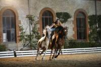 J-M Montegnies2eme jour poste liberte_mg_0130_horse_show.jpg