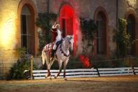 J-M Montegnies_mg2_0239_horse_show.jpg