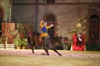 J-M Montegnies_mg2_0339_horse_show.jpg