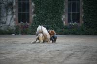 J-M Montegnies_mg_0024_horse_show.jpg