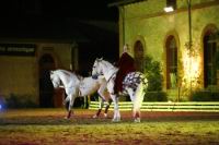 J-M Montegnies_mg_0057_horse_show.jpg