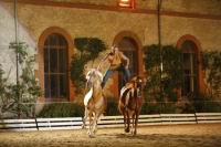 J-M Montegnies_mg_0058_horse_show.jpg