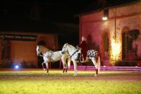 J-M Montegnies_mg_0063_horse_show.jpg