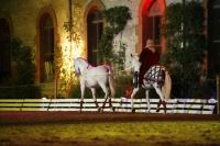 J-M Montegnies_mg_0065_horse_show.jpg