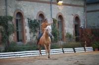 J-M Montegnies_mg_0071_horse_show.jpg