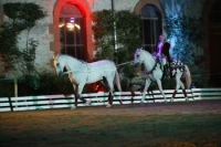 J-M Montegnies_mg_0090_horse_show.jpg