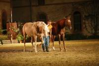 J-M Montegnies_mg_0108_horse_show.jpg