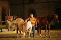 J-M Montegnies_mg_0118_horse_show.jpg