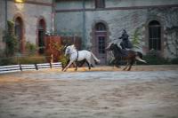 J-M Montegnies_mg_0123_horse_show.jpg