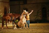 J-M Montegnies_mg_0125_horse_show.jpg