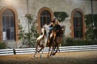 J-M Montegnies_mg_0130_horse_show.jpg