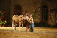 J-M Montegnies_mg_0152_horse_show.jpg