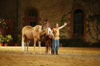 J-M Montegnies_mg_0155_horse_show.jpg