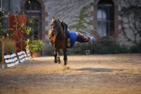 J-M Montegnies_mg_0156_horse_show.jpg