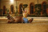 J-M Montegnies_mg_0190_horse_show.jpg