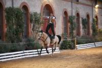 J-M Montegnies_mg_0199_horse_show.jpg