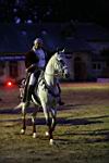 J-M Montegnies_mg_0249_horse_show.jpg