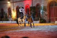 J-M Montegnies_mg_0305_horse_show.jpg