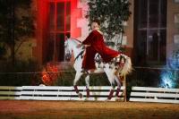 J-M Montegnies_mg_0319_horse_show.jpg