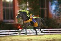 J-M Montegnies_mg_0332_horse_show.jpg