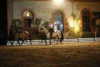 J-M Montegnies_mg_0345_horse_show.jpg